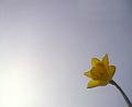 Daffodil, London